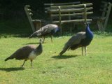 Peacocks at Peasenhall