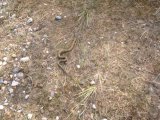 An Adder on the edge of Sizewell Beach