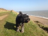 At Sizewell cliffs